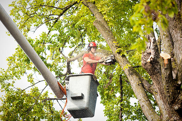 How Our Tree Care Process Works  in  Palestine, TX