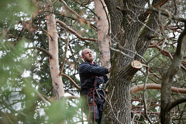 Tree and Shrub Care in Palestine, TX